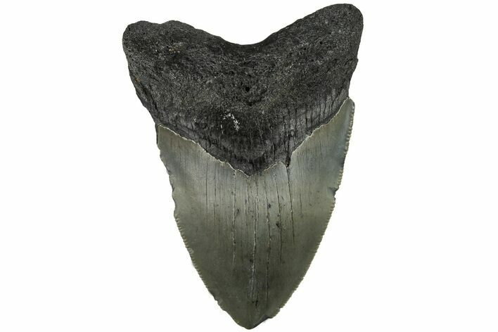Serrated, Fossil Megalodon Tooth - North Carolina #200672